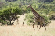 giraffe (10)